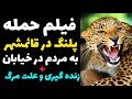 فیلم کامل پلنگ درداخل قائم شهر وحمله به مردم وماموران زنده گیری و علت مرگ پلنگ آخرین خبر وجزئیات 