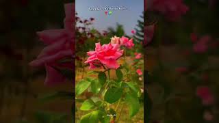 Download Lagu #youtubeshorts #viralvideo #views #love #music #india #loeladrakel MP3