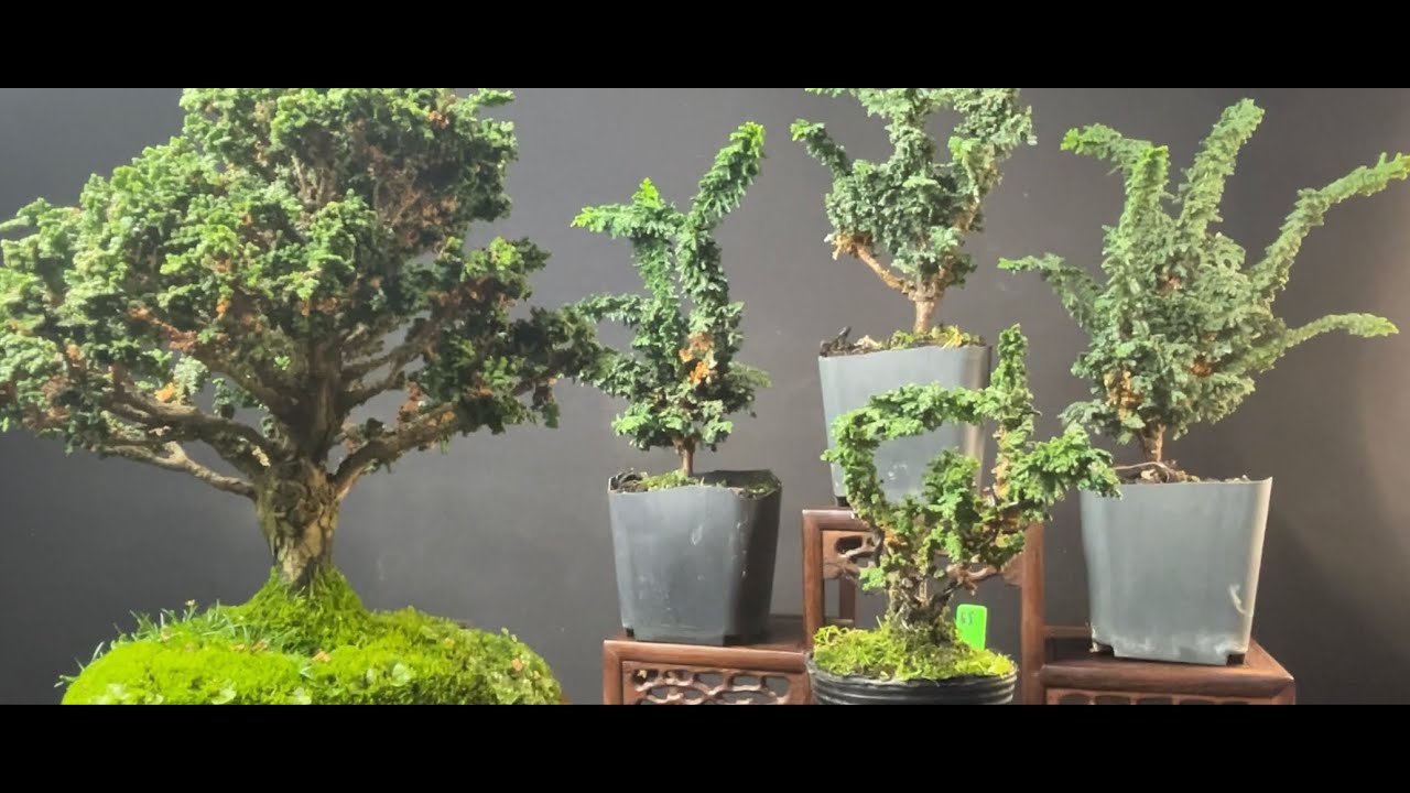 SEKKA HINOKI: 3 IDEAS DE DISEÑO PARA TU PLANTÓN