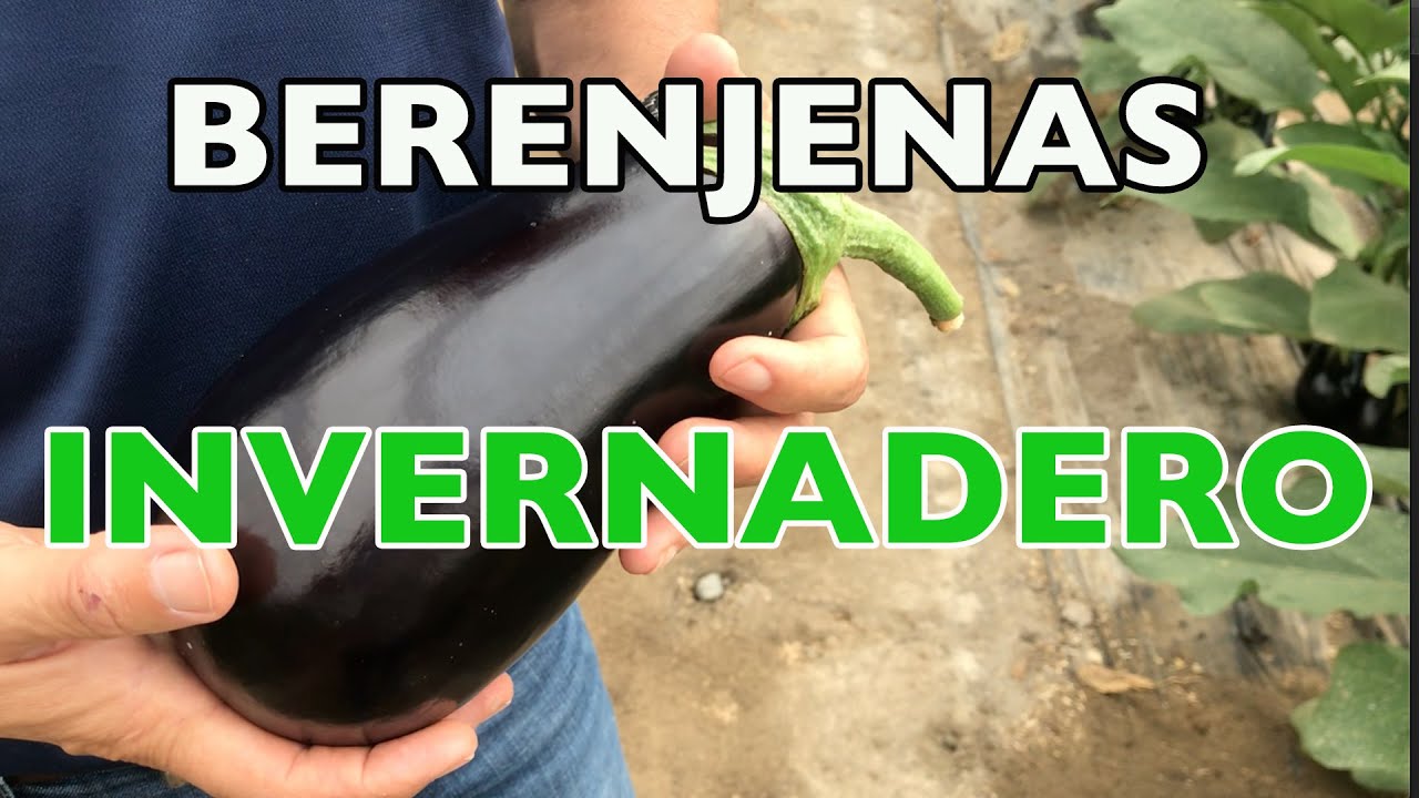 Cultivo de berenjenas en invernadero con Ecoculture 🍆