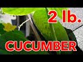 Growing Huge Cucumbers Vertically In Containers