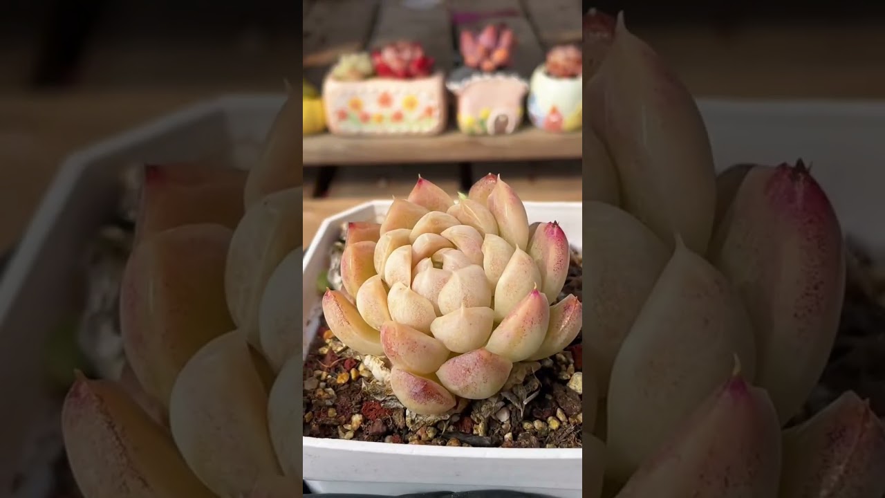 Premium Indoor Succulent Operations 🌿 A Scalable Care System for Modern Homes