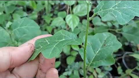 Cây Cà Gai Leo giống 12k 1 cây Dược liệu Trường Xuân 0786.074.336