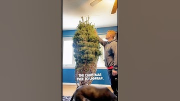 Their dad failed putting up the Christmas tree 😂