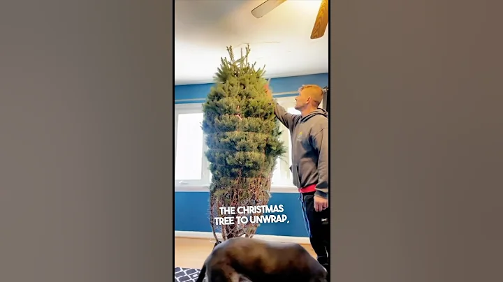 Their dad failed putting up the Christmas tree 😂