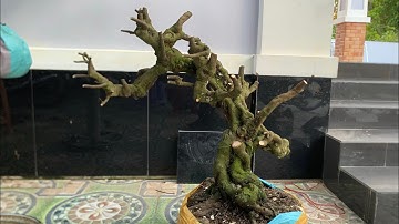 Giao lưu cây khế gân bình minh hàng cắt giật khó tìm | lh: 0979582872