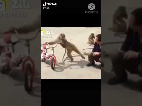 حيوانات برماوي مضحك