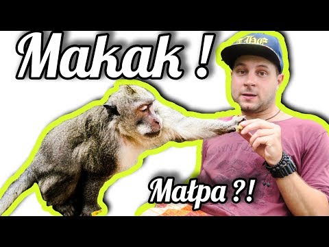 Wideo: Czy makak to małpa?