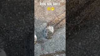 Real Sea Shell 🐚 Moving and Alive 😲 Must Watch #shorts  #youtubeshorts  #seashell