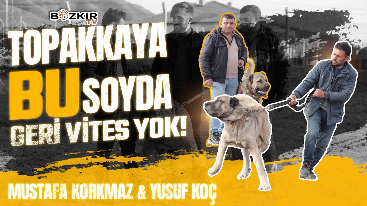 BU KÖPEKLERİN SOYUNDA GERİ VİTES YOK | MUSTAFA KORKMAZ VE YUSUF KOÇ | AKSARAY TOPAKKAYA