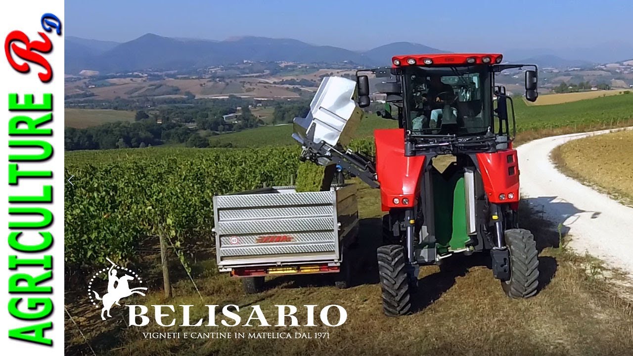 Vendemmiatrice ERO Grapeliner 5175 - Belisario Matelica (MC)