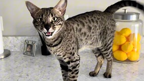 Video 5425501: f2 savannah cats meowing, happy savannah cat, savannah girl