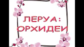 Орхидеи,узамба́рские фиалки,Самара🌺