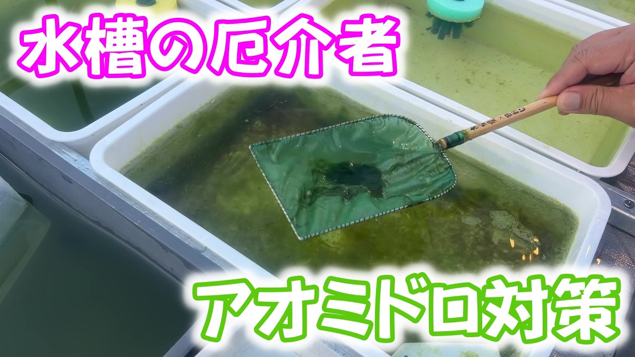 【めだか】アオミドロの除去、発生原因、対策。Ｂ型おやじ　2026年　2月　20日　投稿