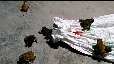 Thả cóc giống vào trại cóc thương phẩm được bắt hoàn toàn ngoài tự nhiên , FROG TOAD