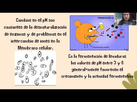 Vídeo: Caracterización De La Amplia Especificidad De Sustrato 2-ceto ácido Descarboxilasa Aro10p De Saccharomyces Kudriavzevii Y Su Implicación En El Desarrollo Del Aroma