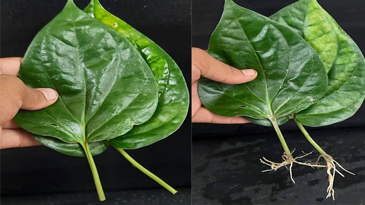 How To Grow Betel leaf Plant From Leaf YouTube