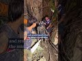 ‘Race against time’ as search for gold miners trapped in Laos cave enters 7th day