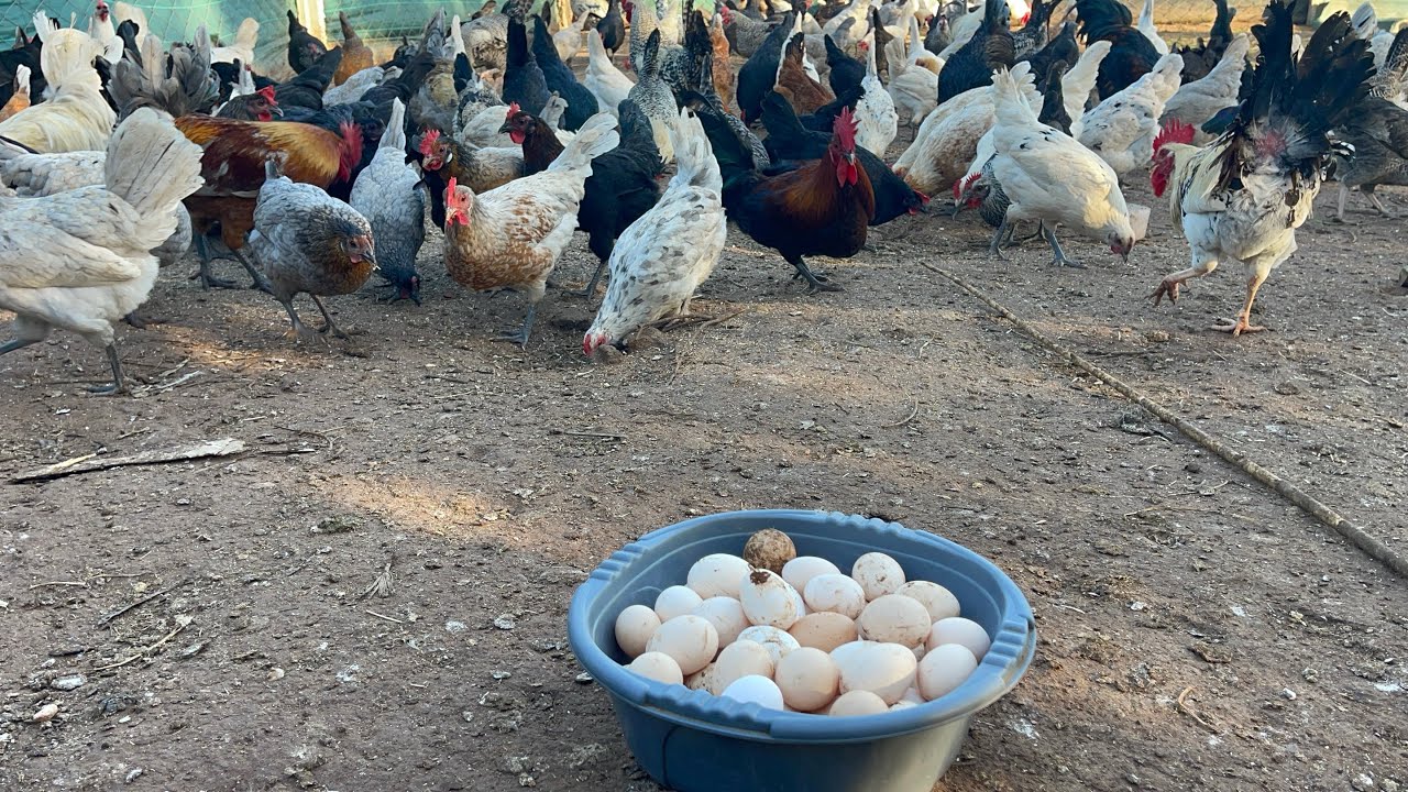 تربية الدجاج حصيلة البيض لهذا اليوم ماشاءالله حصيلة ممتازة اللهم بارك #viral #reels #foryou #chicken