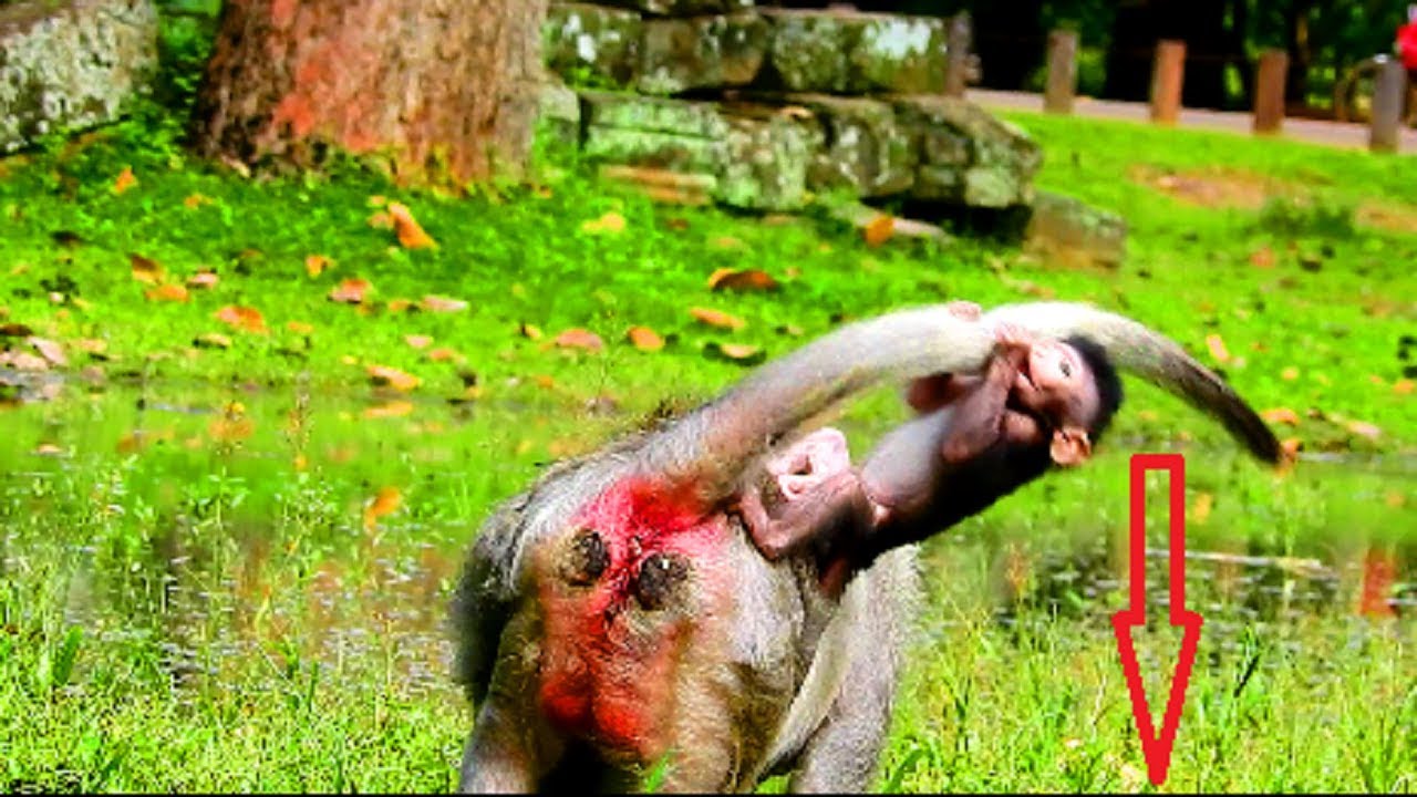 Aw ! New baby Timo drop down, Stronger baby on problem , Tima carry baby so much 