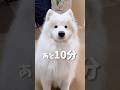 仕事中のかわいい誘惑 #サモエド #samoyed #癒し動画