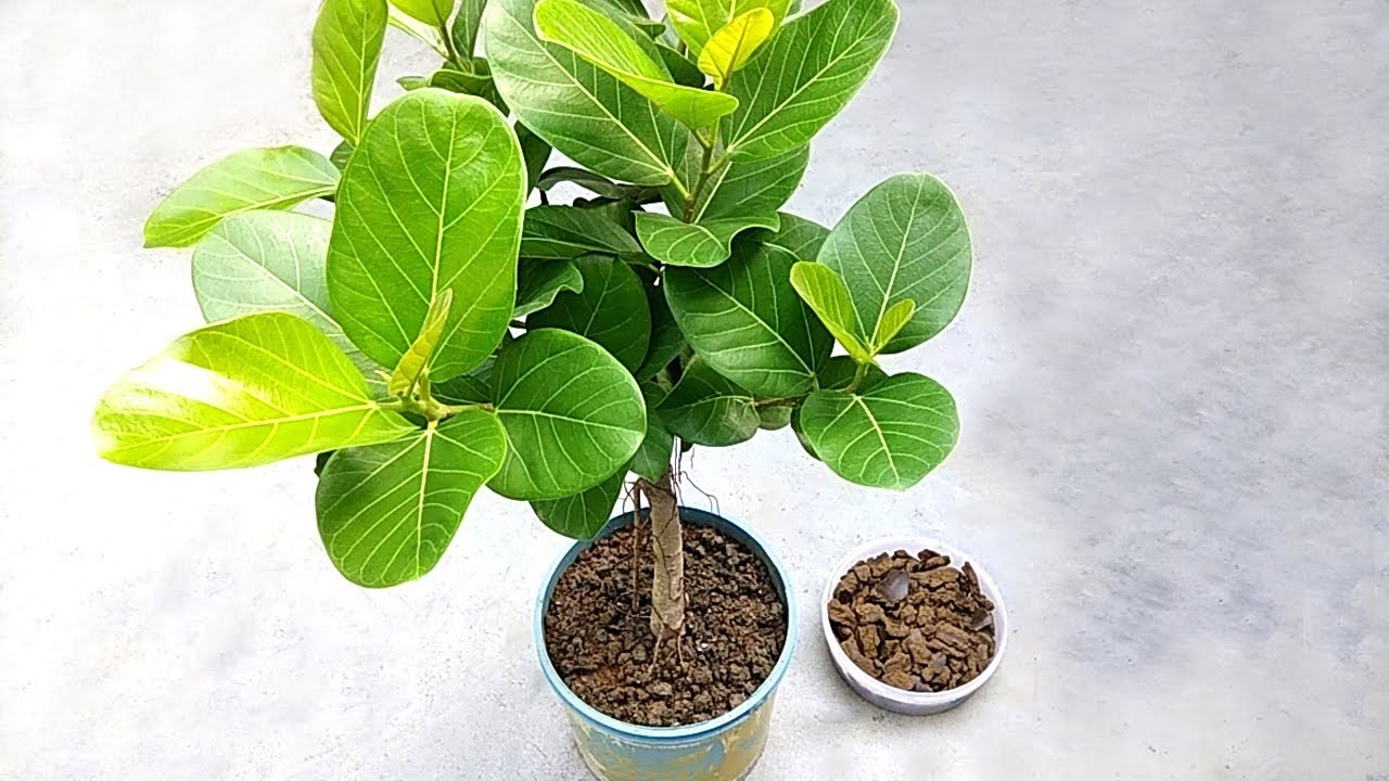 The Fertilizer I Used For Bonsai Banyan Tree Organic fertilizer YouTube