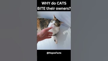 WHY do CATS BITE their owners? #shorts #hopesfacts