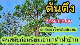 ต้นตึง,ต้นกรุง ต้นพรวง ,ตะทอเหมาะ .#สาระเรื่องพืช ชื่อวิทยาศาสตร์ : Dipterocarpus tuberculatus Roxb.