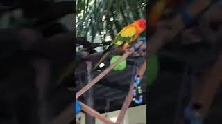 Maldivlerde Serbest Gezen Papağanlar