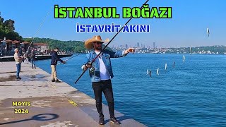 BOĞAZDA İSTAVRİT VURGUNU | RÖGAR KAPAĞINDAN KEDİ ÇIKTI !!! #balıkavı #fishing #istavrit #istanbul