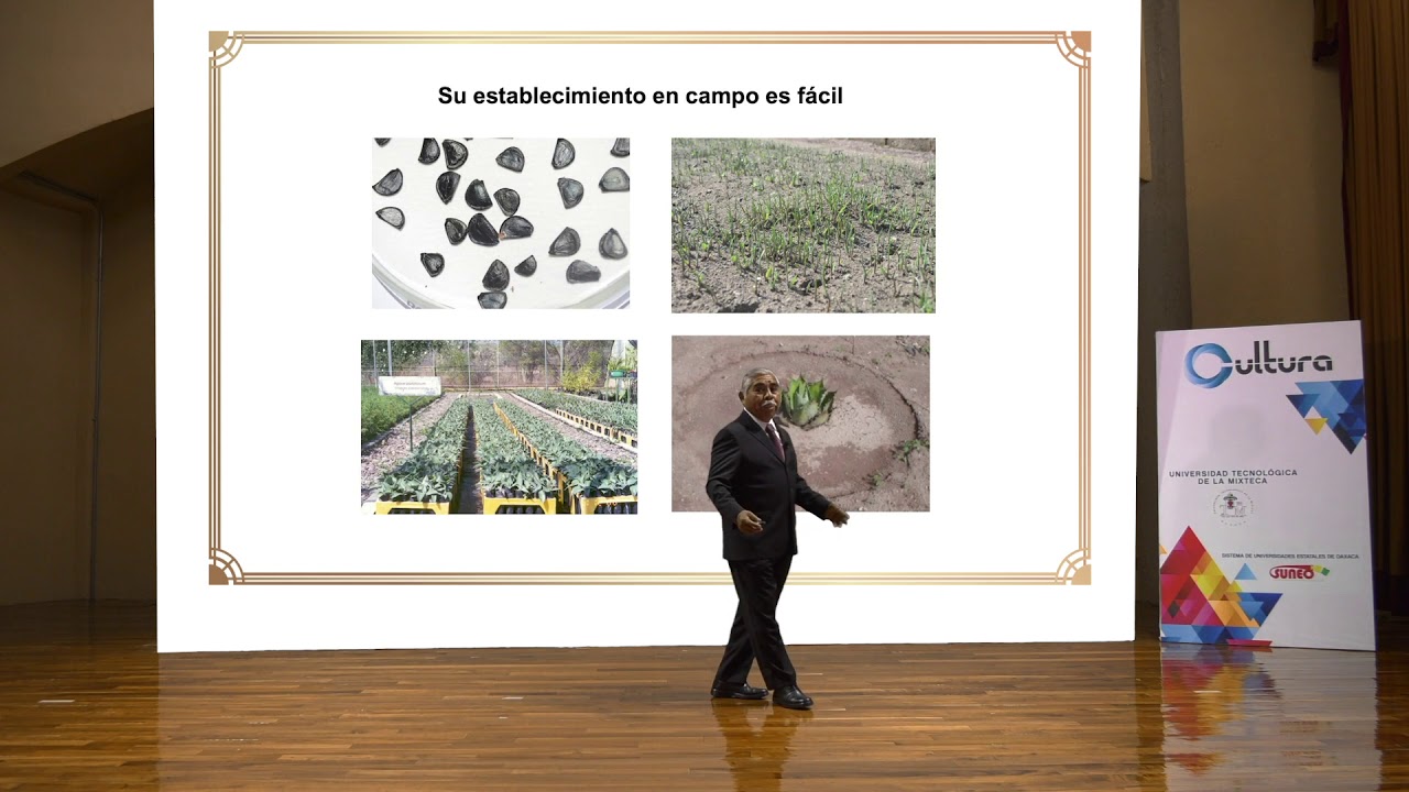 El Maguey Papalometl - Saúl Martínez - Universidad Tecnológica de la Mixteca (UTM)
