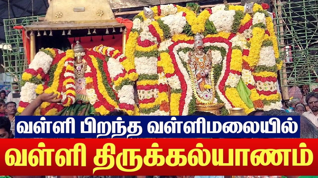 🔴: வள்ளிமலையில் வள்ளி திருக்கல்யாணம் / பிரமோற்சவ விழா