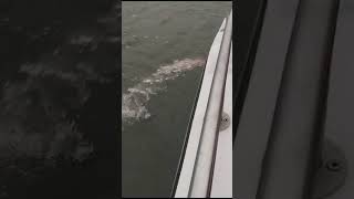 Singflo 3700GPH bilge pumps work on the leisure boat