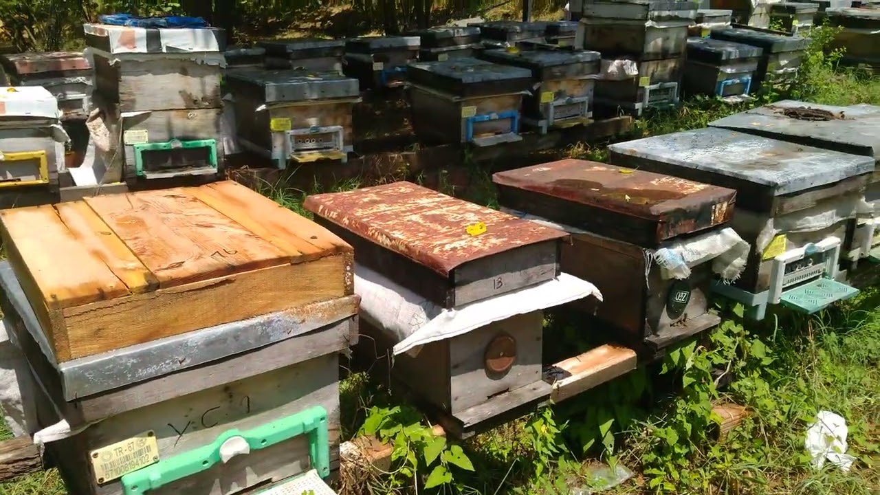 Arı ırkları Arasındaki çalışma prensipleri