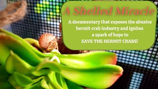 Hermit Crabs : A Shelled Miracle | By Crab Central Station