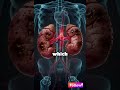 The Most Dangerous Drink for Your Kidneys