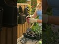 Easy DIY Garden Hack: Grow Blueberries at Home in Plastic Bottles with Slow Drip Watering 🫐#diy