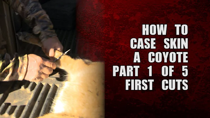 How to case skin a coyote - part 1 of 5 - first cuts