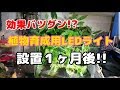 効果抜群!?成長がハンパない！植物育成用LEDライト設置１ヶ月!!経過報告！
