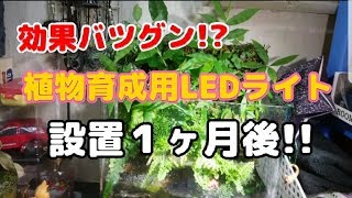 効果抜群!?成長がハンパない！植物育成用LEDライト設置１ヶ月!!経過報告！