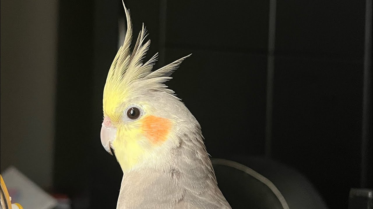Cockatiel Companion 5 minutes of BIRD NOISE!!! Play this to your Cockatiel YouTube