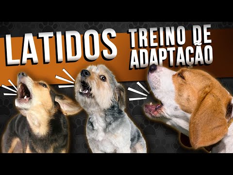 Vídeo: Treinar Cães Seniores Para Jogar Em Telas Sensíveis Ao Toque