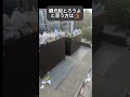 【移民】インバウンド公害。#外国人 #移民 #自民党 #観光客 #shorts #教育 #ルール #マナー #日本 #観光 #ごみ