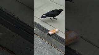 When a bird found a wrapped sandwich, this happened. Vancouver during the marathon race
