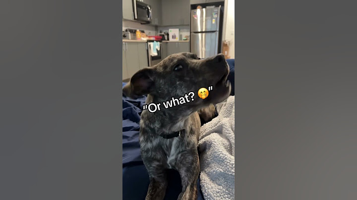 Talking dogs #foryou #funnypet #dog #pets
