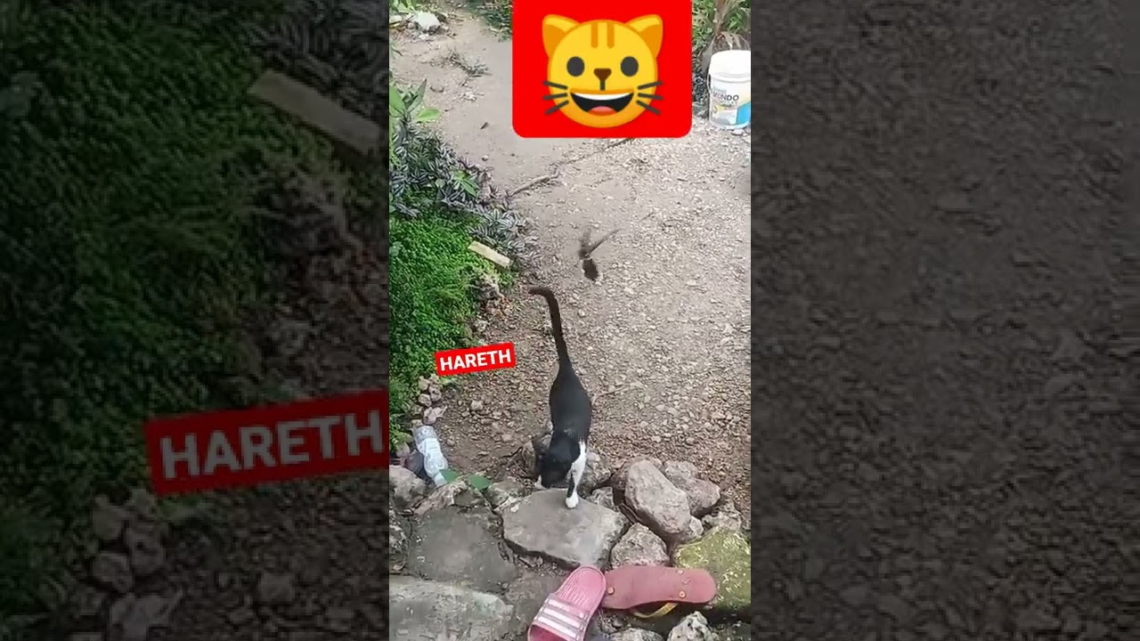 HARETH 9months old and the BlackBird  