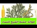 فوائد عشبة الشيح للنساء 
