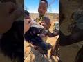 The African honey badger suffered a misfortune#honey bager#hadzabetribe #africa #animals