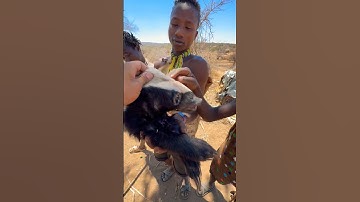 The African honey badger suffered a misfortune#honey bager#hadzabetribe #africa #animals