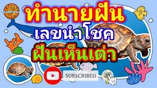 EP.12 #dream ทำนายฝัน ฝันว่าจับเต่า (พร้อมเลขเด็ดนำโชค) dream of catching a turtle| Saimu689 Channel